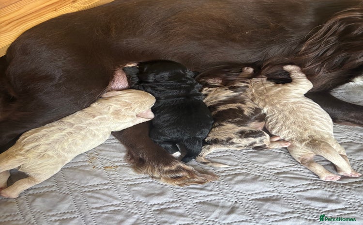 Cockapoo dogs - Advert 2