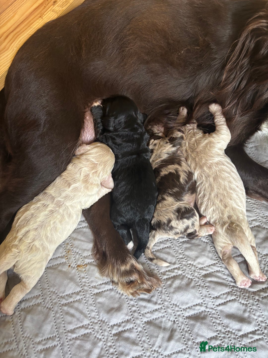 Cockapoo dogs for sale: Beautiful F1 Cockapoo  - Image 1