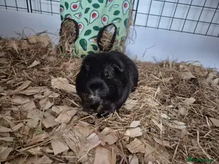 Guinea Pig rodents 2 male guinea pigs - Advert 1