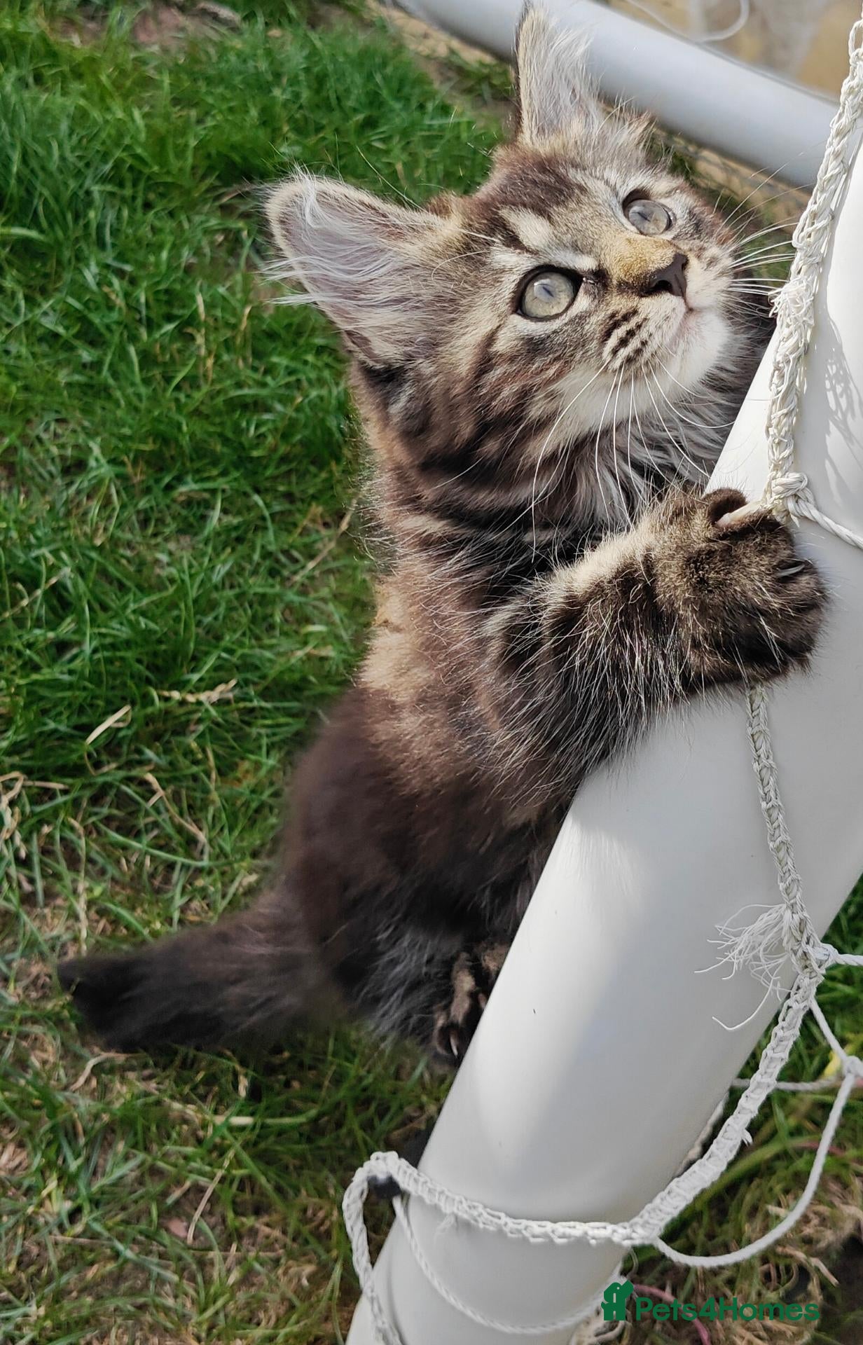 Mixed Breed cats Little cuties - Advert 2