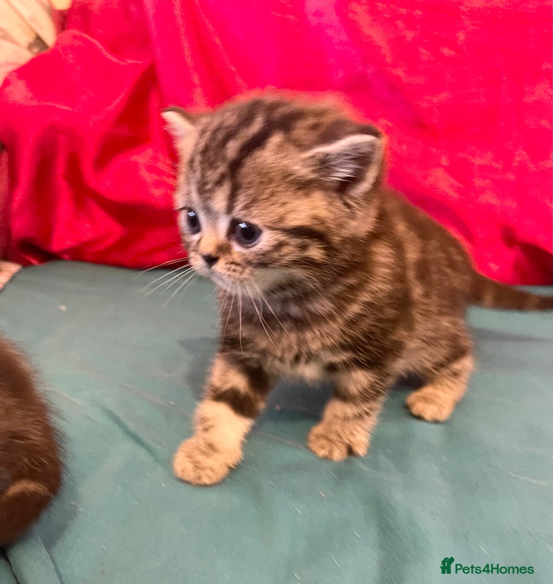 British Shorthair cats for sale: Bsh. Brown Tabby boy. RESERVED FOR JAMIE. - Advert 9