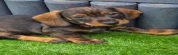 Dachshund dogs for sale: READY NOW Lovely Bunch Standard Dachshund puppies - Advert 16