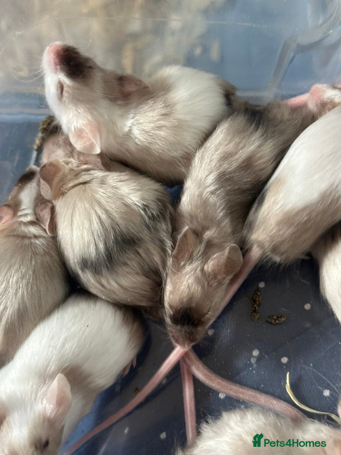 Mouse rodents Fancy mice looking for their forever homes - Advert 1