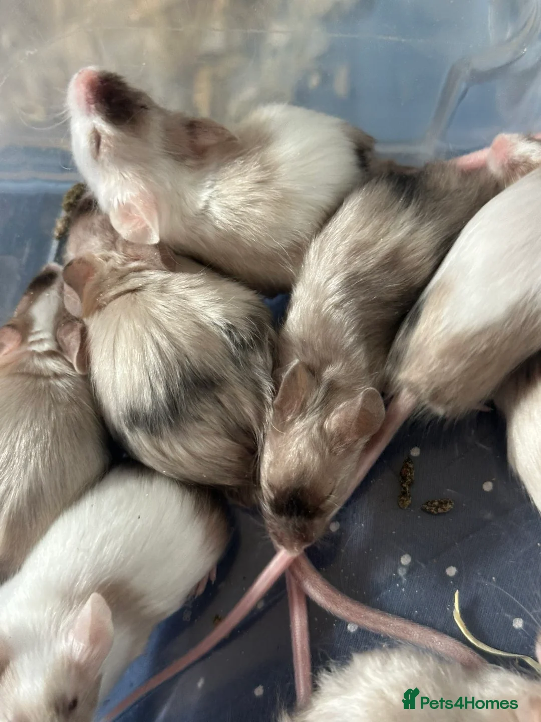 Mouse rodents for sale: Fancy mice looking for their forever homes in Chard - Advert 1