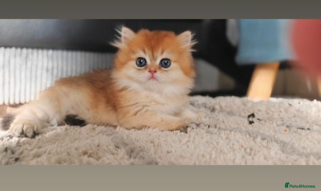 British Longhair cats 🐾🐾♥️Baby boy - golden black shaded boy🐾🐾♥️ - Advert 11