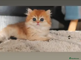 British Longhair cats 🐾🐾♥️Baby boy - golden black shaded boy🐾🐾♥️ - Advert 11