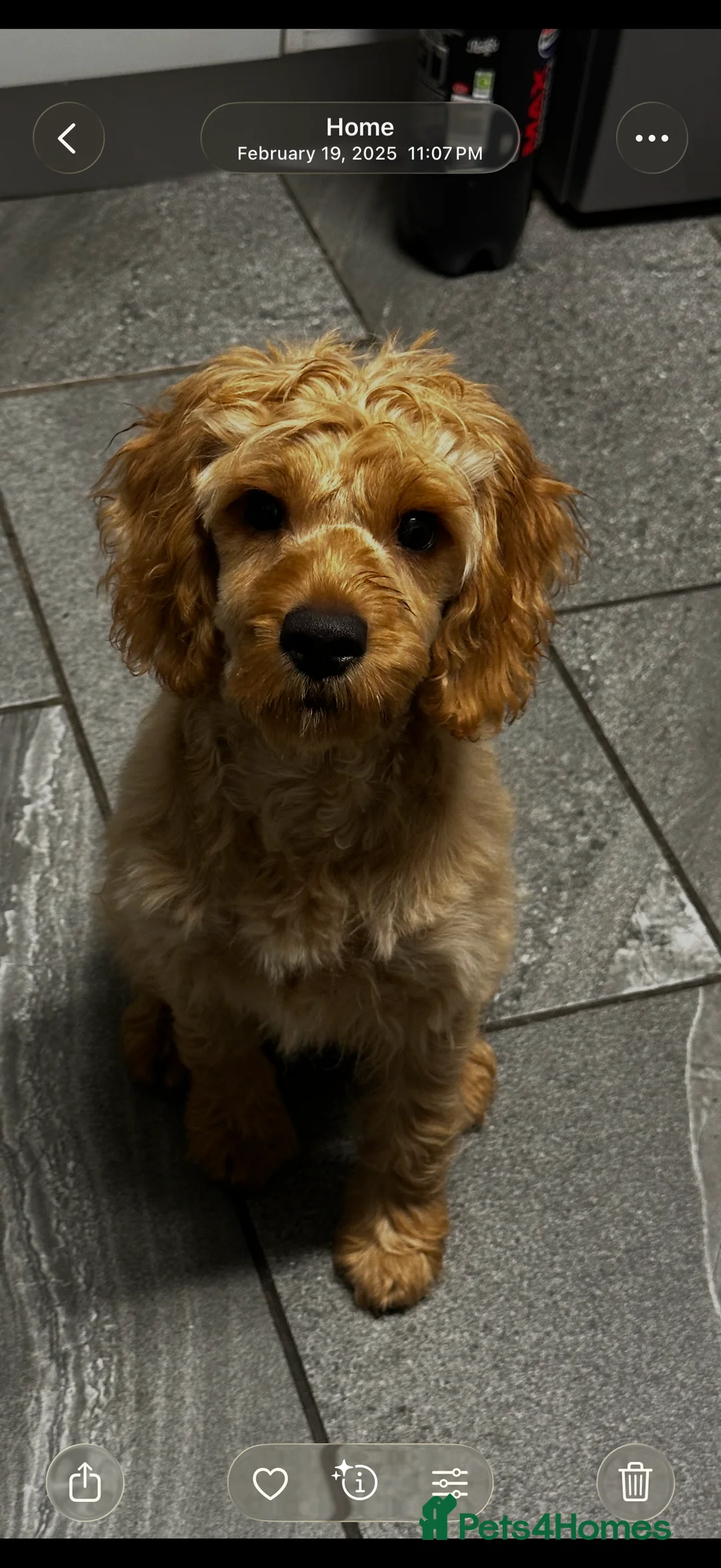 Cockapoo dogs for sale: F1 Cockapoo Male looking for a new forever sofa  - Advert 2