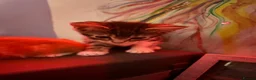 American Shorthair cats for sale: 2 shorts hair boys in Birmingham - Advert 4