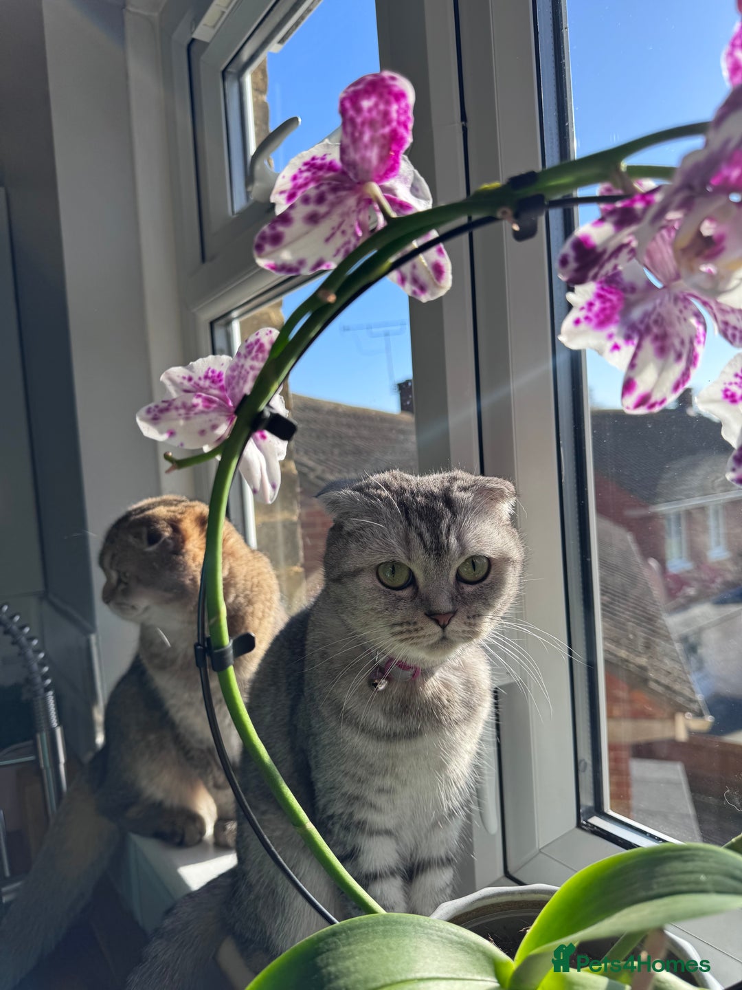 Scottish Fold cats for sale: Perfect  **  - Advert 1