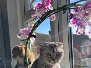 Scottish Fold cats Perfect gift - Advert 5