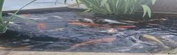 Koi Carp fish for sale: Koi carp various sizes - Advert 6