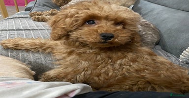 Toy Poodle dogs - Advert 9