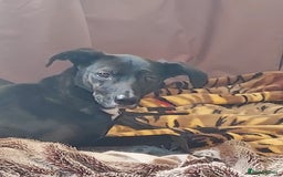 Whippet dogs for sale: 2 older beautiful dogs  - Image 5