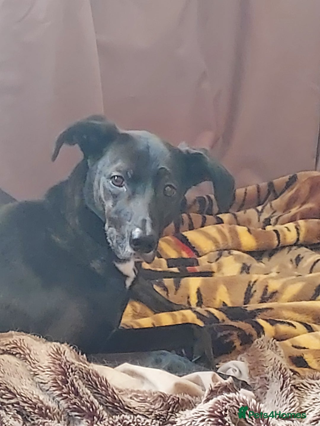 Whippet dogs for sale: 2 older beautiful dogs  - Image 5