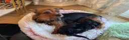 Yorkshire Terrier dogs for sale: Girl Yorkshire Terrier - Advert 3