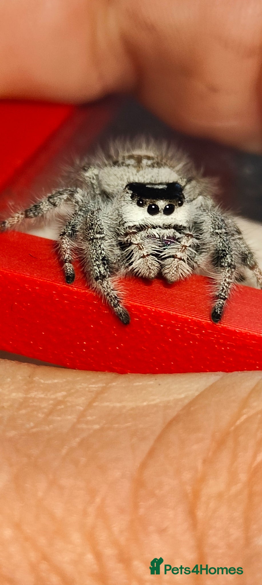 Spiders invertebrates Jumping spiders/P.regius/ - Advert 13