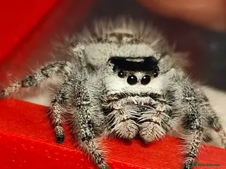 Spiders invertebrates Jumping spiders/P.regius/ - Advert 13