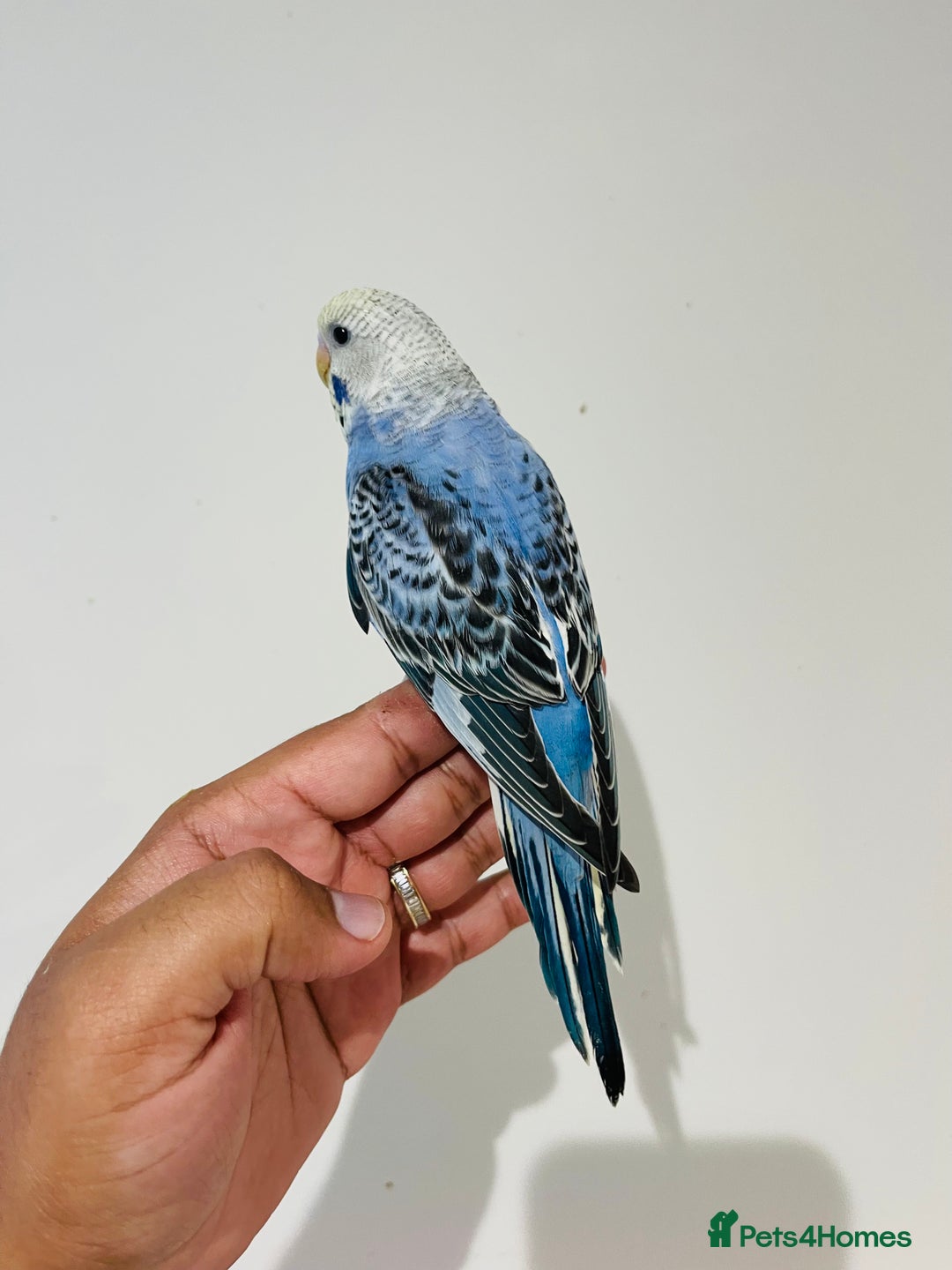 Budgerigars birds for sale: Hand reared budgies for sale  - Image 19