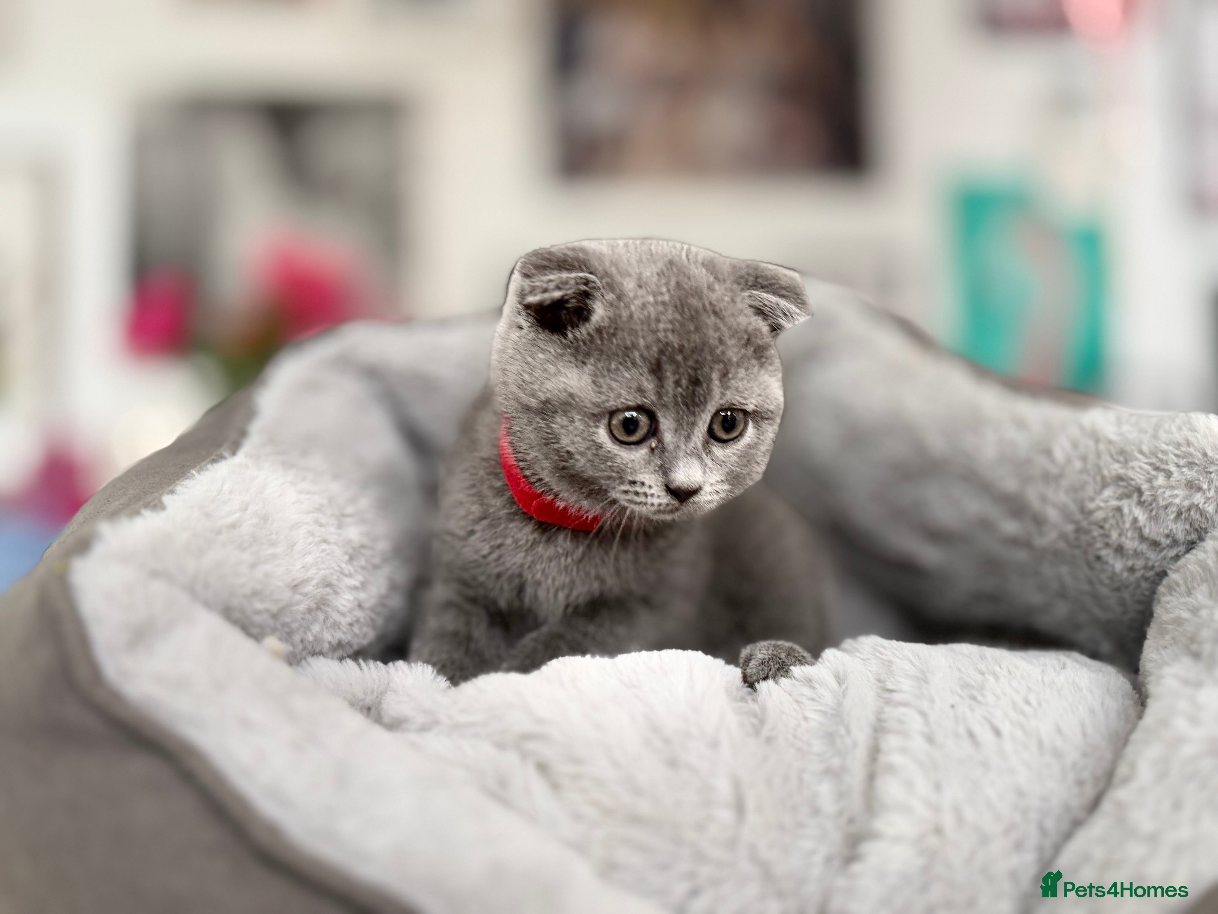 Scottish Fold cats for sale: 5 beautiful Scottish Fold’s kittens  - Advert 4