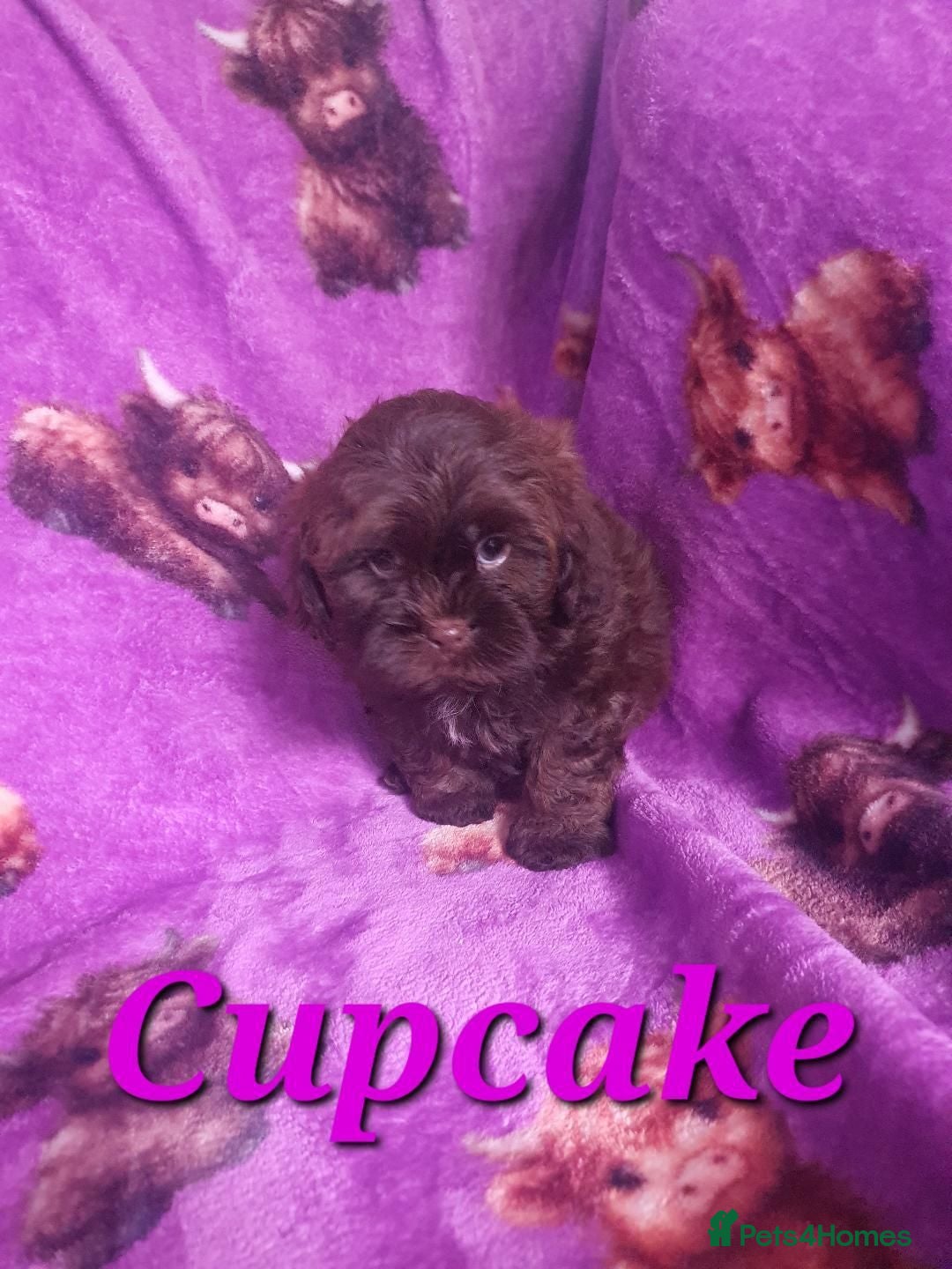 Shihpoo dogs shihpoo pups are ready 4 thr furever homes - Advert 15