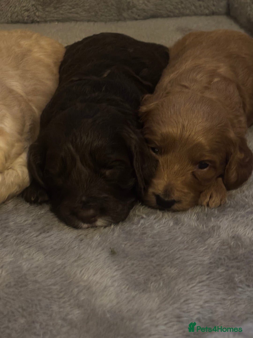 Cockapoo dogs for sale: Stunning F1 Cockapoos from H/Tested KC Parents!! - Image 7