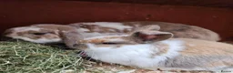Mini Lop rabbits for sale: Mother & Bunnie for sale together  - Advert 14