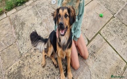 Mixed Breed dogs for sale: 10 month old  Frank, Our GSDxSpringer Spaniel - Image 1