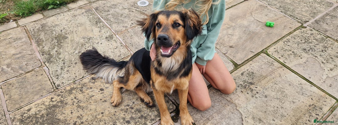 Mixed Breed dogs for sale: 10 month old  Frank, Our GSDxSpringer Spaniel - Image 1