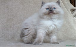 Ragdoll cats for sale: GCCF PET/ACTIVE KITTENS CHAMPION IMP BLOODLINES - Image 29