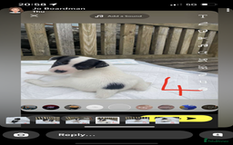 Jack Russell dogs for sale: Farm bred jack Russell puppies for sale  - Image 3
