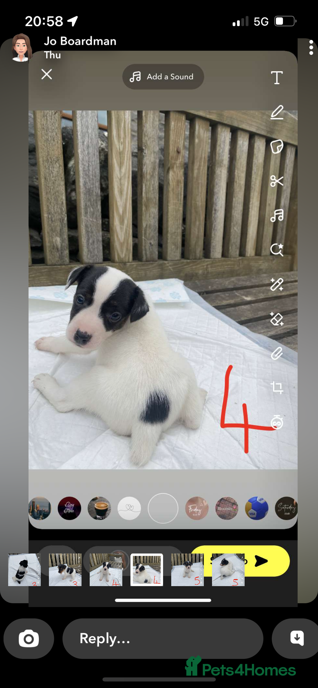 Jack Russell dogs for sale: Farm bred jack Russell puppies for sale  - Image 3
