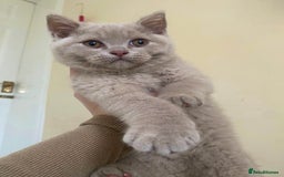 British Shorthair cats for sale: GCCF Active Championship line Blue & Lilac Kittens - Image 3