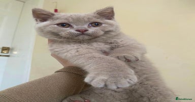 British Shorthair cats - Advert 10