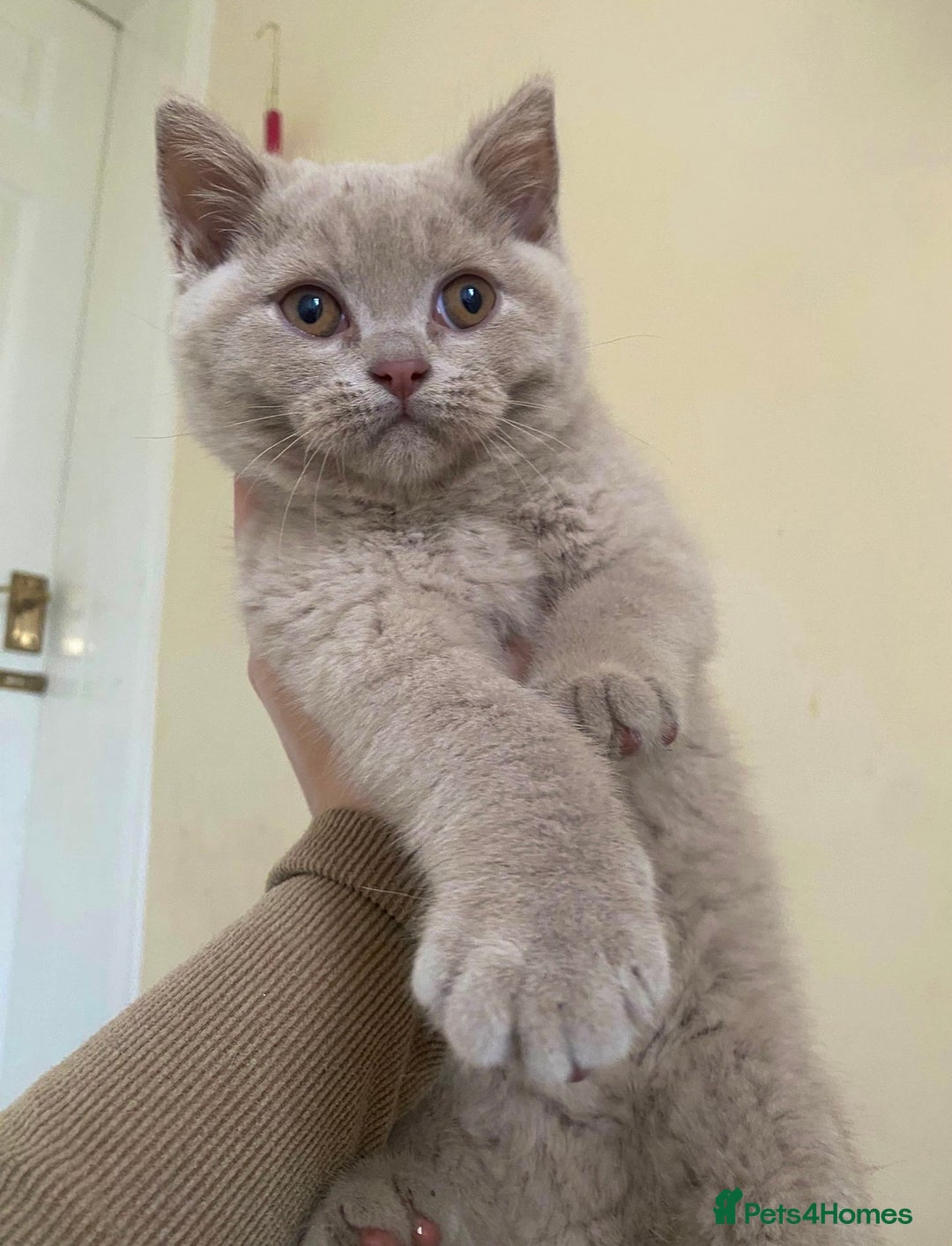 British Shorthair cats for sale: GCCF Active Championship line Blue & Lilac Kittens - Image 3