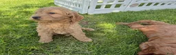 Cockapoo dogs for sale: Quality Cockapoo Puppies - Advert 15