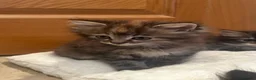 Mixed Breed cats for sale: Beautiful long haired female kittens - Advert 13