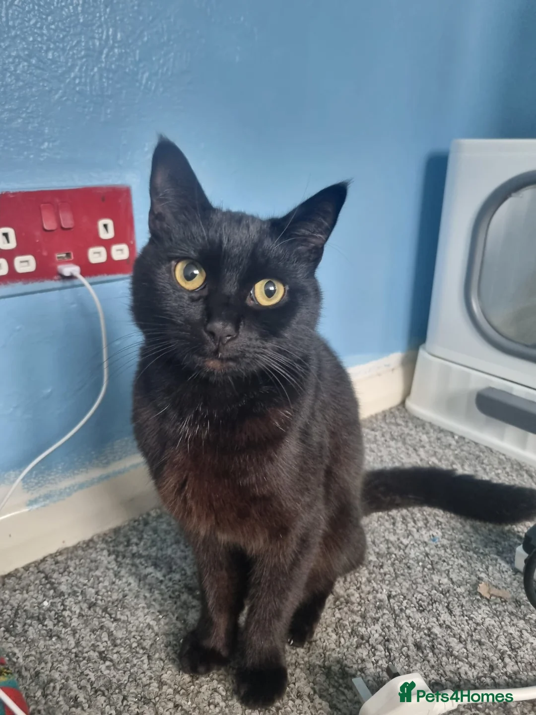 Mixed Breed cats for sale: 15 month male kitten for rehome - Advert 2