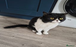 Persian cats for sale: Exotic Persian x ragx - Image 8