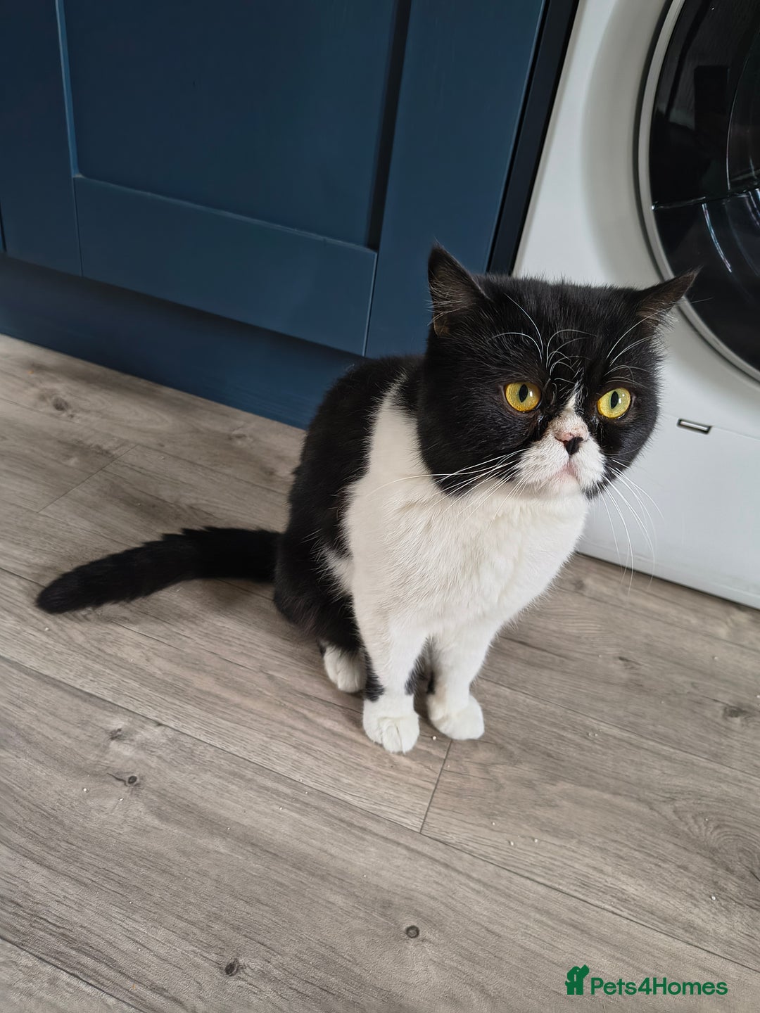 Persian cats for sale: Exotic Persian x ragx - Image 8