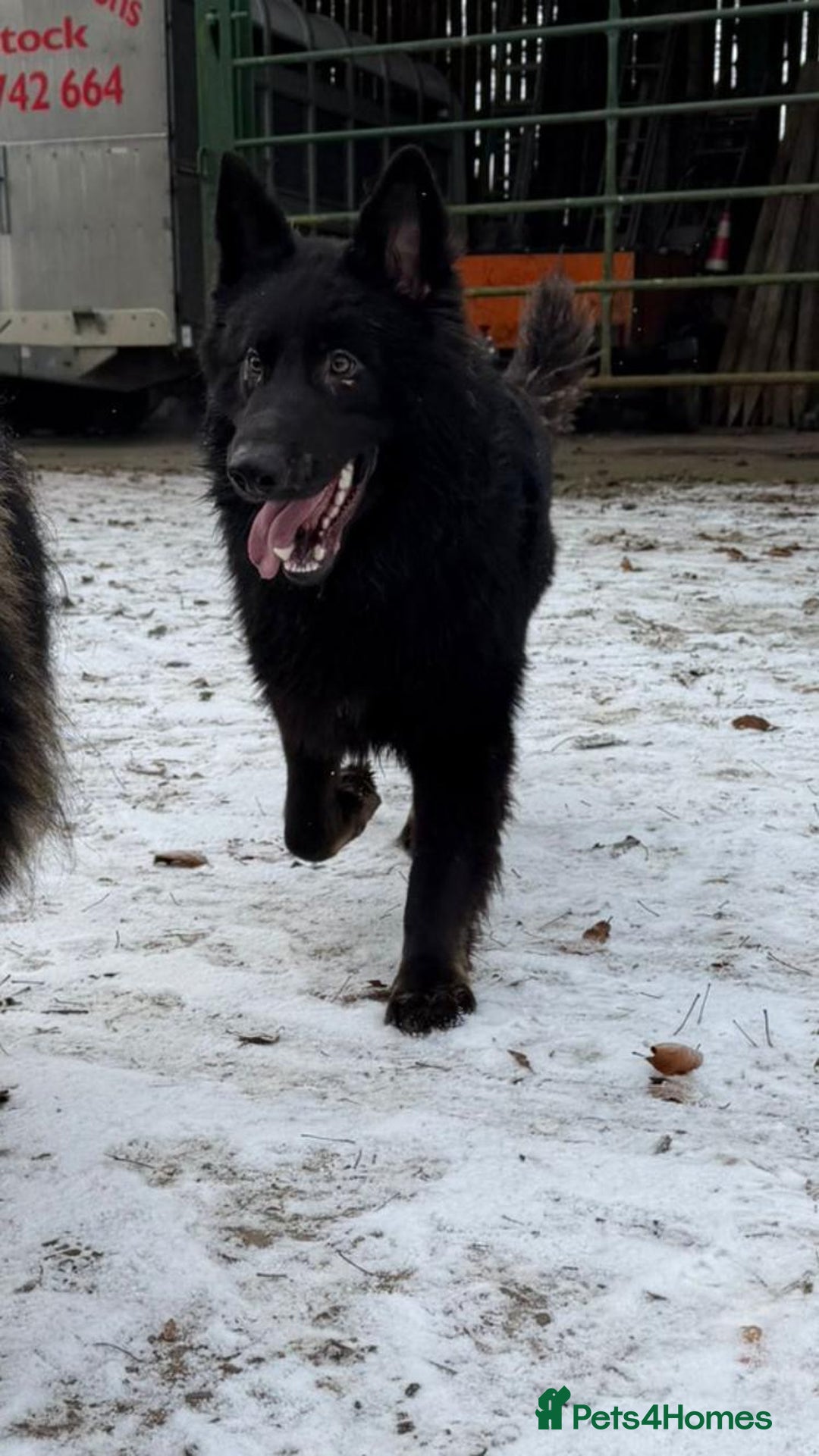 German Shepherd dogs for sale: 2 gorgeous German shepherd brothers  - Advert 17