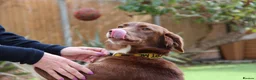 Mixed Breed dogs for sale: Lovely Gem needs her family  in Aldershot - Advert 4
