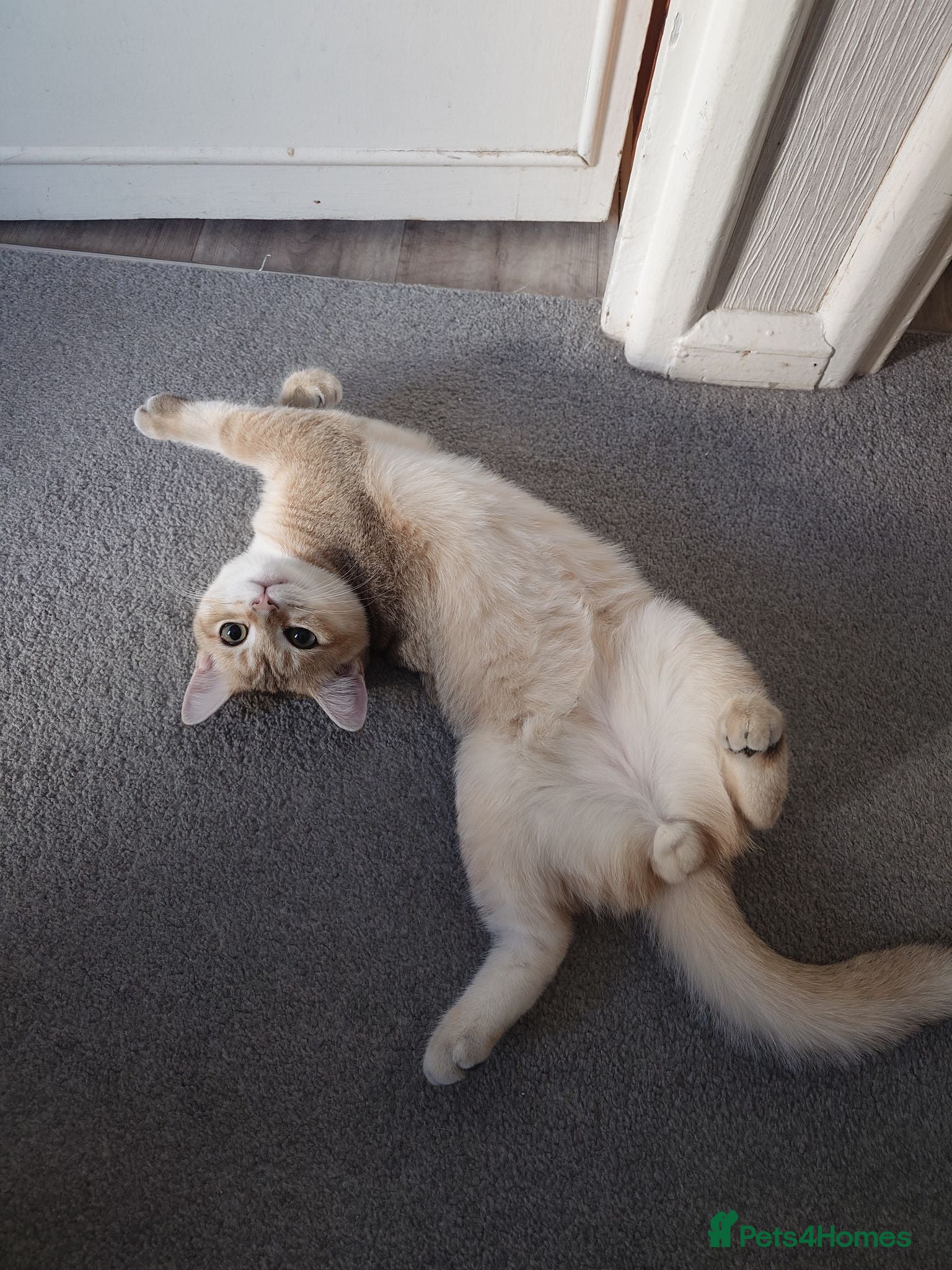 British Shorthair cats GCCF registered Golden boy - Advert 2
