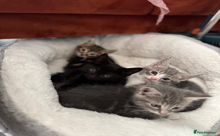 British Shorthair cats - Advert 8