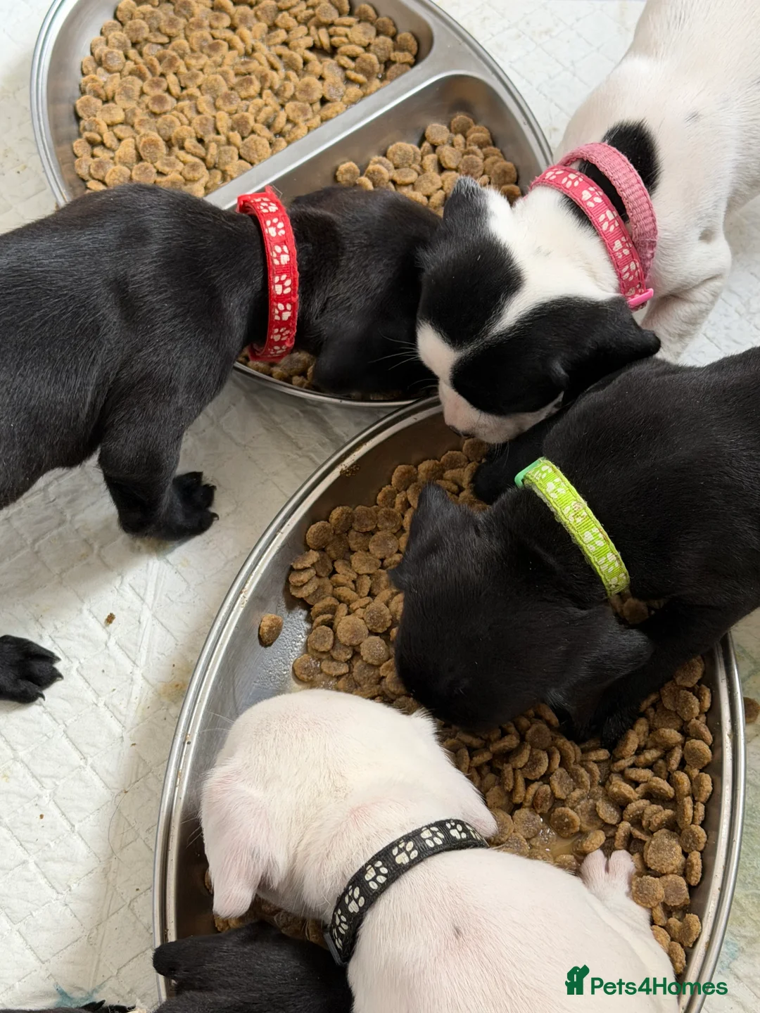 Mixed Breed dogs for sale: 12 stunning sprocker cross blue staffy puppies  - Advert 2