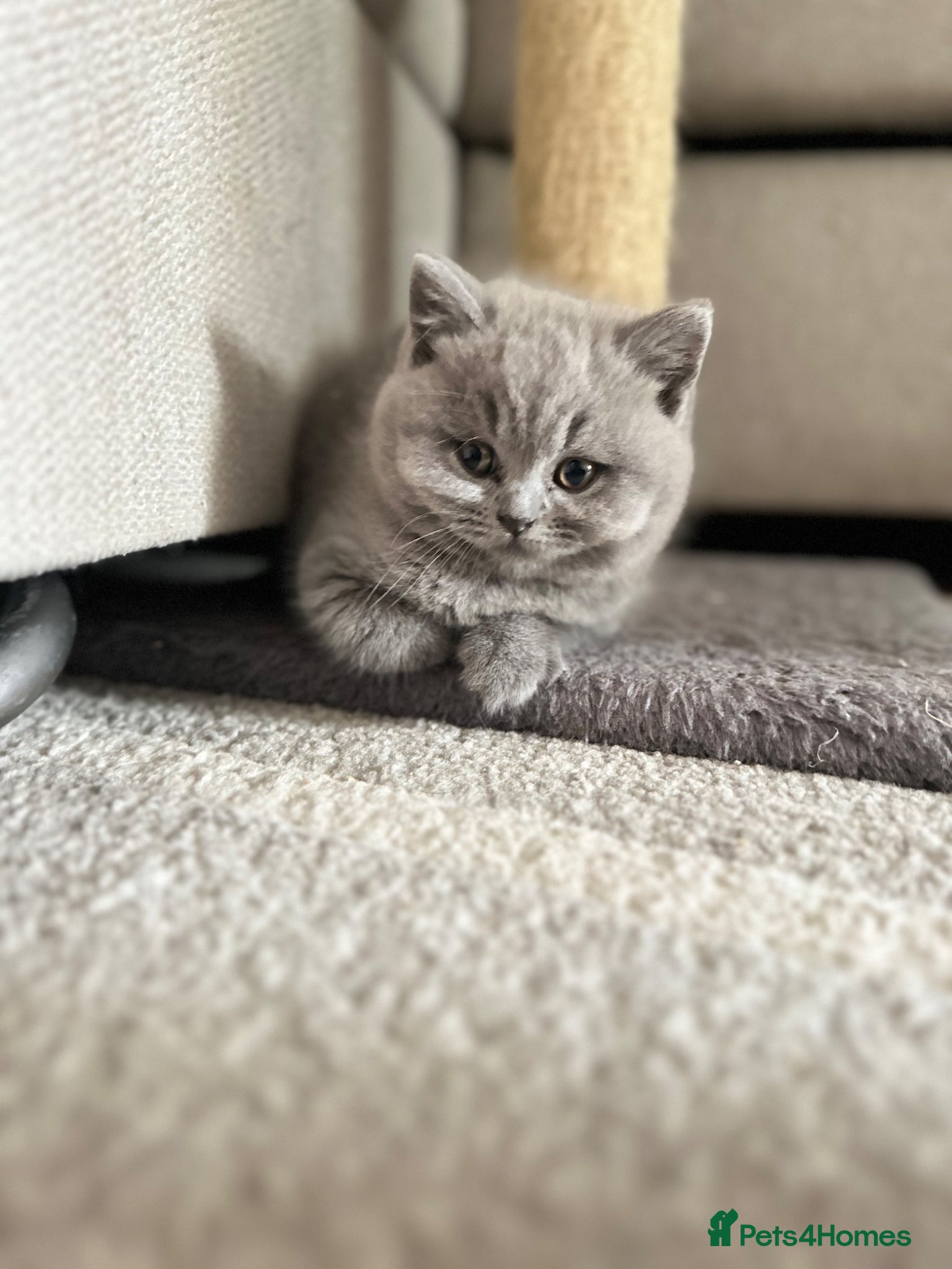 British Shorthair cats GCCF registered kitten - Advert 2