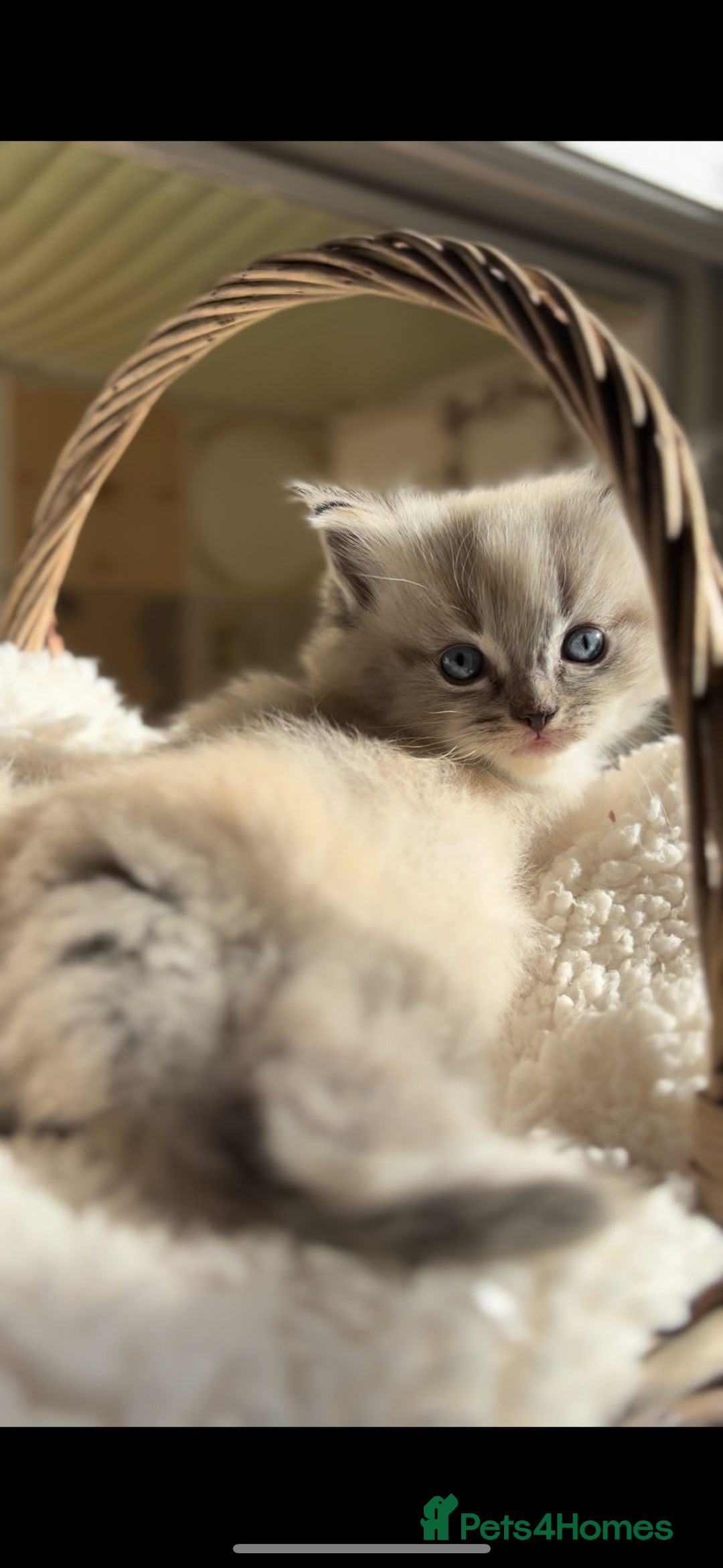 Ragdoll cats for sale: 🌟TICA🌟Champion Ragdoll🏆🏆🏆 - Image 2