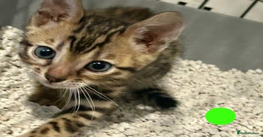 Bengal cats - Advert 5