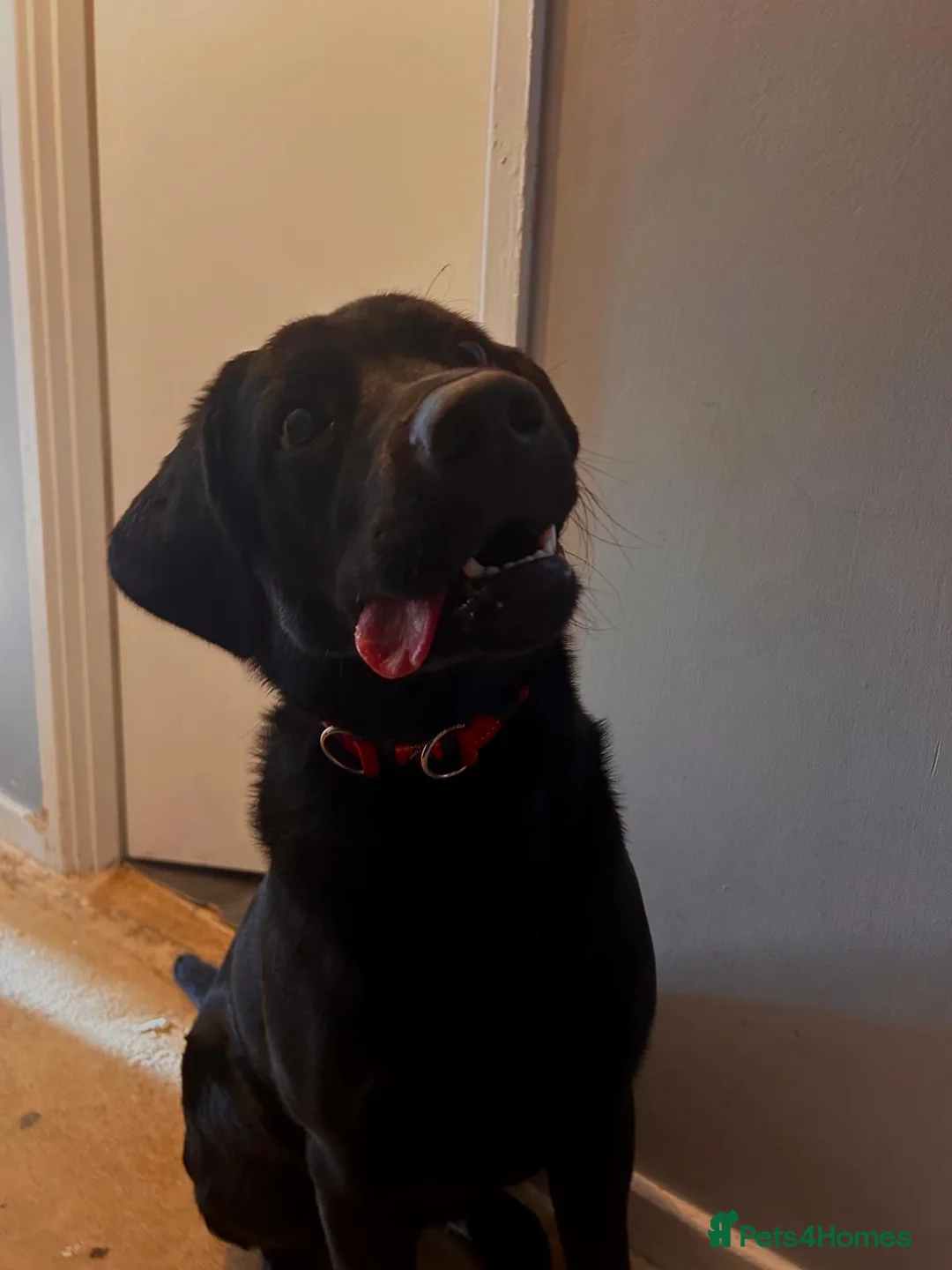 Labrador Retriever dogs for sale: Playfull and friendly Labrador in Wolverhampton - Advert 2