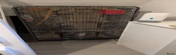Sugar Glider rodents for sale: 2 male sugar gliders in Newtownabbey - Advert 4