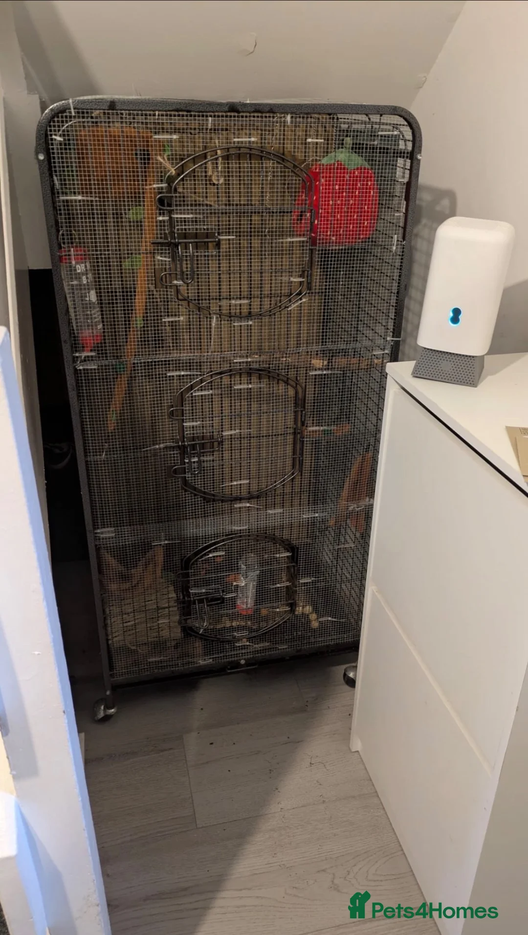 Sugar Glider rodents for sale: 2 male sugar gliders in Newtownabbey - Advert 4